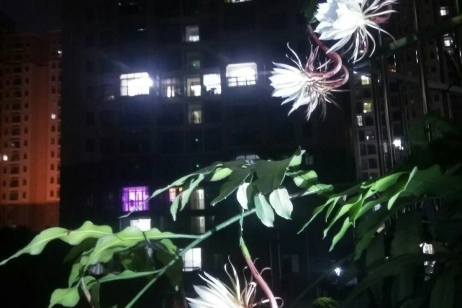 昙花展容如洁玉，夜半留香最冰清。 - 靖西市·靖西网