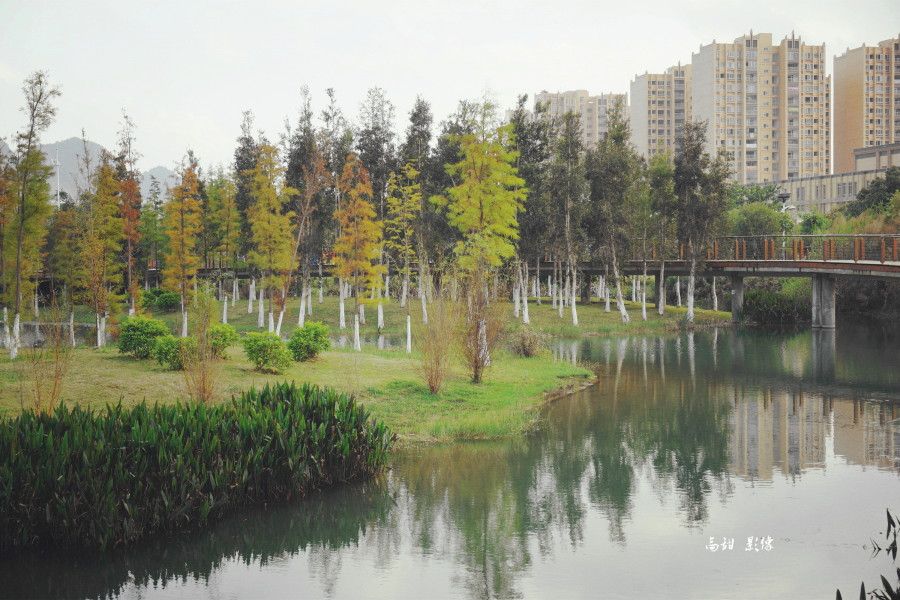 秋色湿地 - 靖西市·靖西网