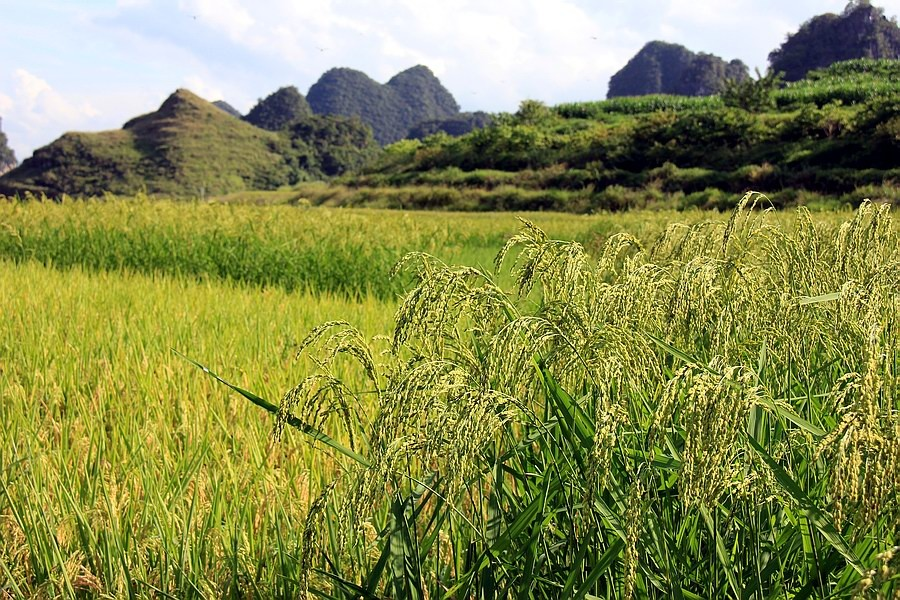 大靖西的秋天 - 靖西市·靖西网