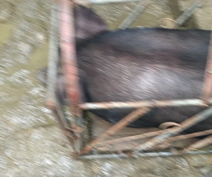 浮桥农家土猪肉专卖 - 靖西市·靖西网