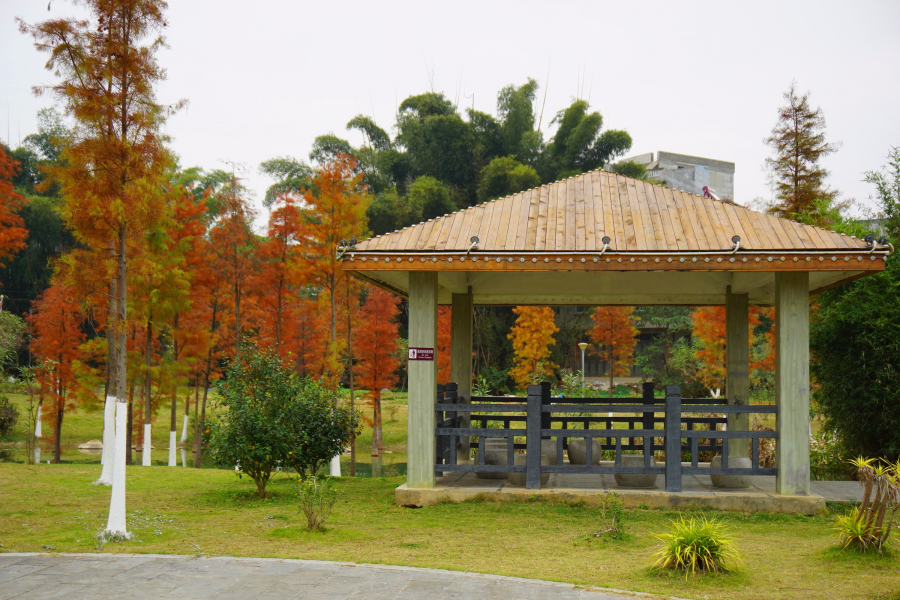 湿地公园随拍 - 靖西市·靖西网