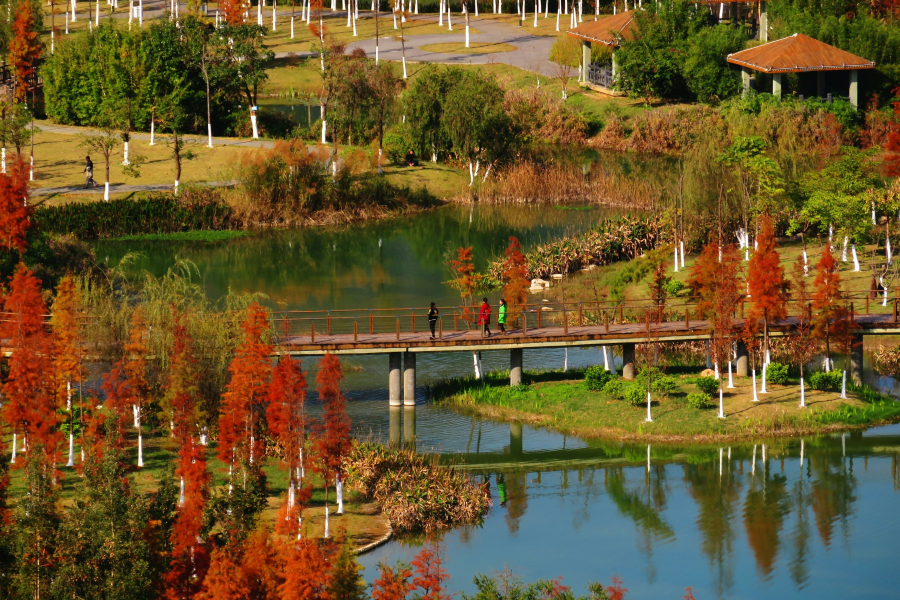 新鲜出炉，靖西市龙潭湿地公园冬景。 - 靖西市·靖西网