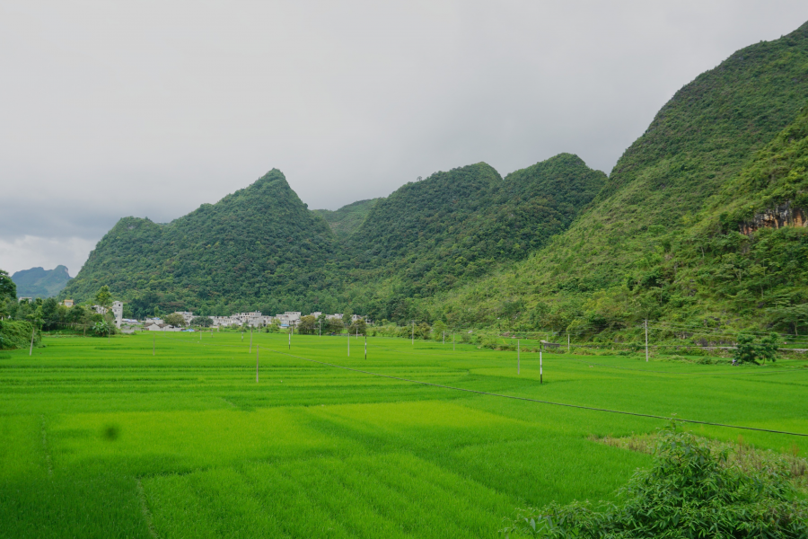 （重磅史料）  风雨“安德州” - 靖西市·靖西网