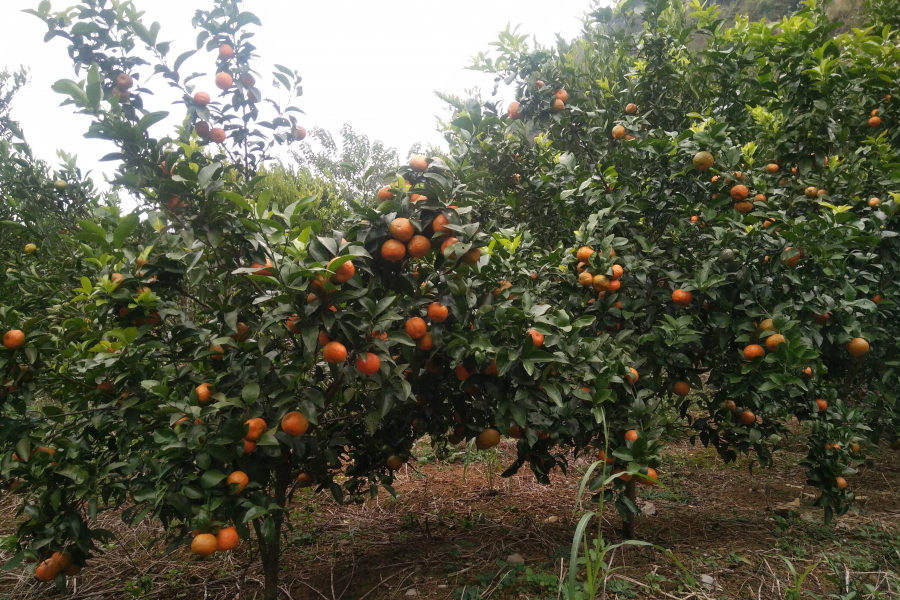 烧烤、红薯窑、竹筒饭、咖啡奶茶、零食、果园采摘、征婚交友的乐园。 - 靖西市·靖西网