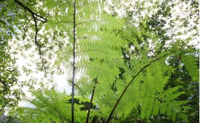 靖西通灵大峡谷首创原生态即兴自由舞户外实景呈现 - 靖西市·靖西网