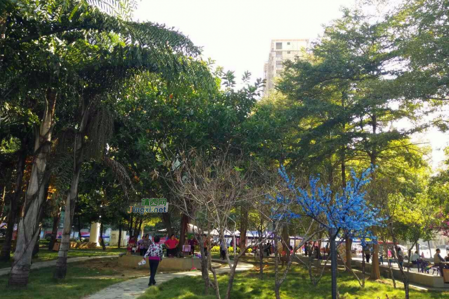 冬游老木棉 - 靖西市·靖西网