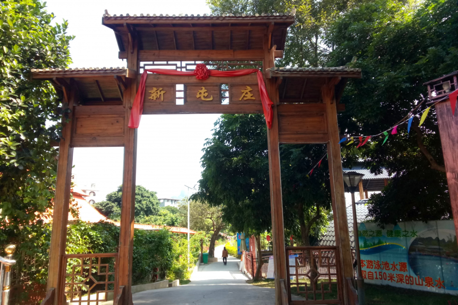 冬游老木棉 - 靖西市·靖西网