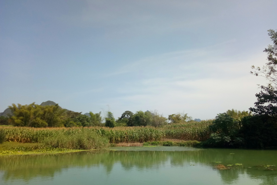 冬游老木棉 - 靖西市·靖西网