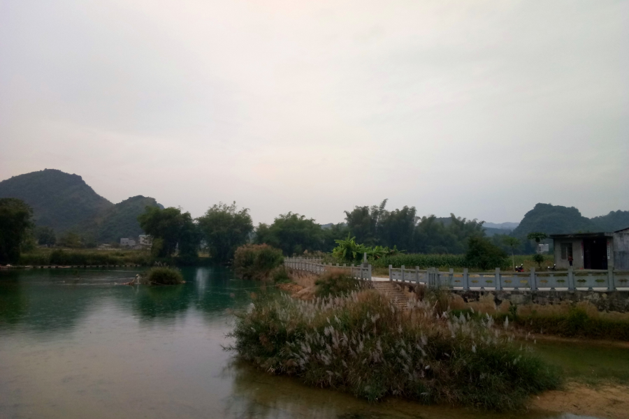 冬游老木棉 - 靖西市·靖西网