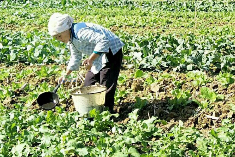 靖西浇水种菜的老妇人 - 靖西市·靖西网