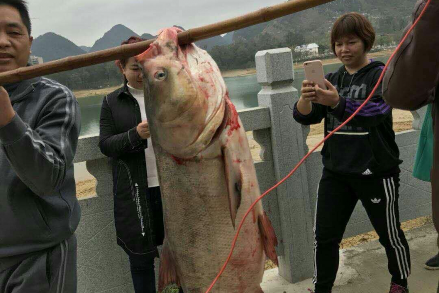 龙潭水怪！靖西龙潭大鱼，有年猪一样大，比人还重 - 靖西市·靖西网