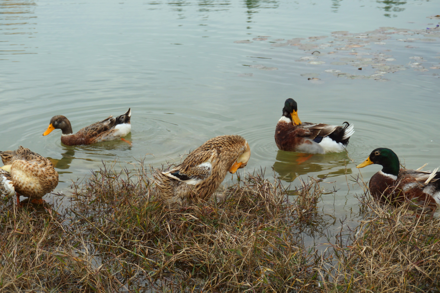 水暖鸭先知 - 靖西市·靖西网