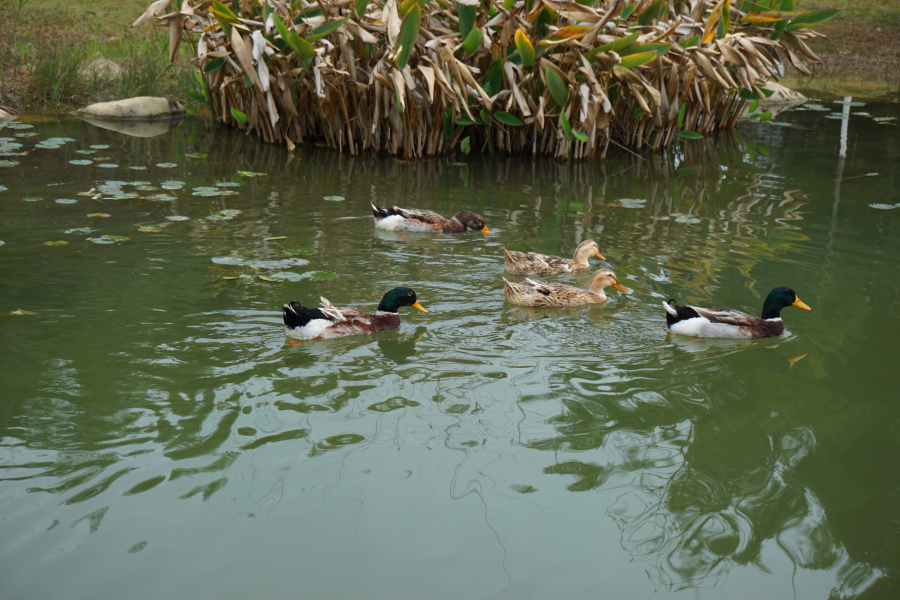 水暖鸭先知 - 靖西市·靖西网