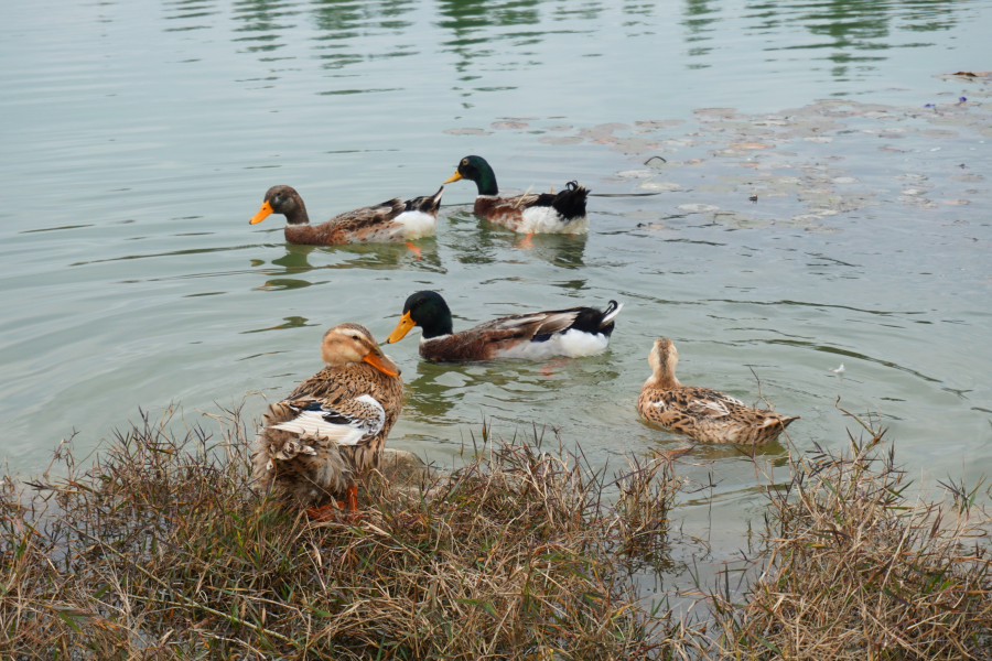 水暖鸭先知 - 靖西市·靖西网