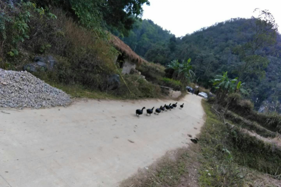 水暖鸭先知 - 靖西市·靖西网