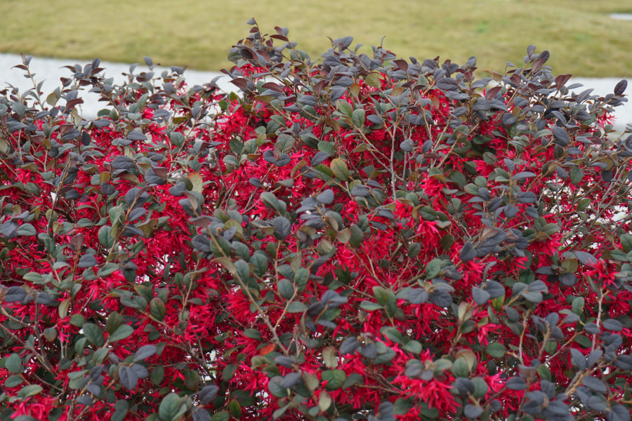 万紫千红 - 靖西市·靖西网
