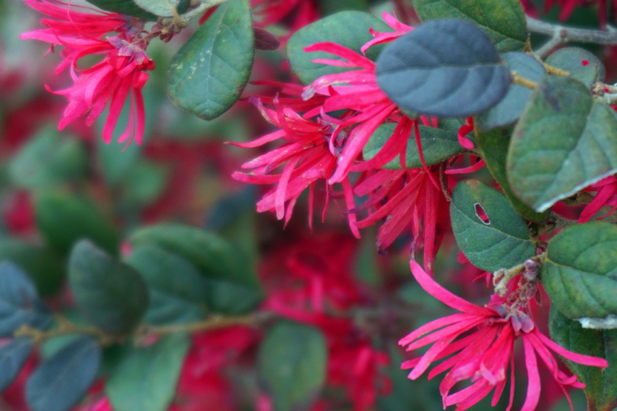 万紫千红 - 靖西市·靖西网