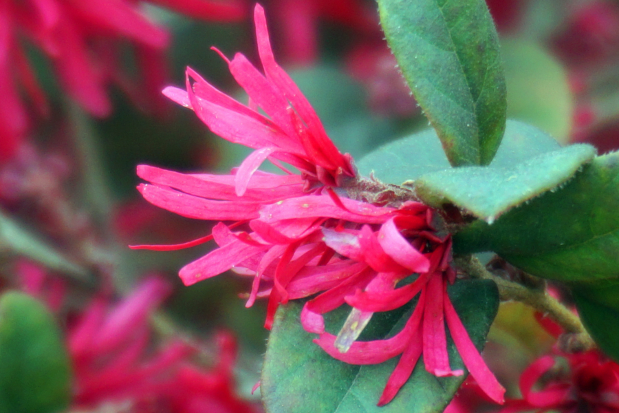 万紫千红 - 靖西市·靖西网