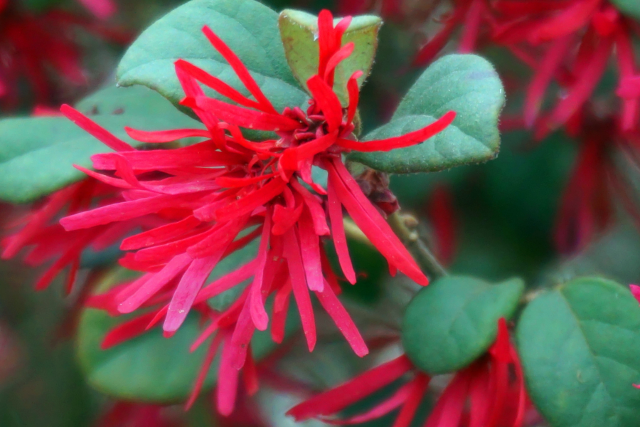 万紫千红 - 靖西市·靖西网