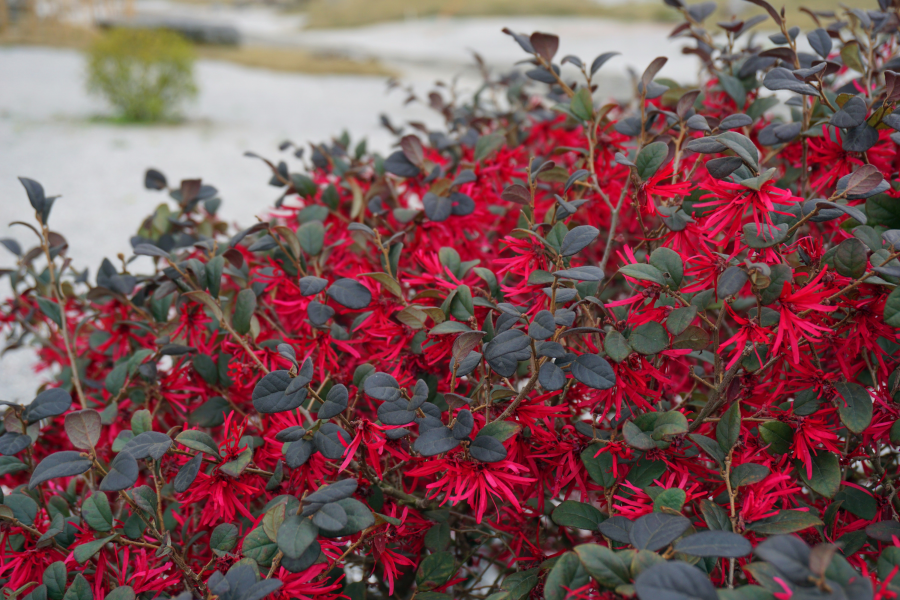 万紫千红 - 靖西市·靖西网