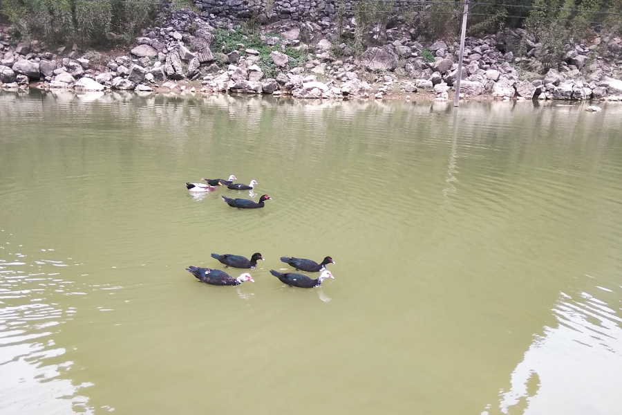 水暖鸭先知 - 靖西市·靖西网