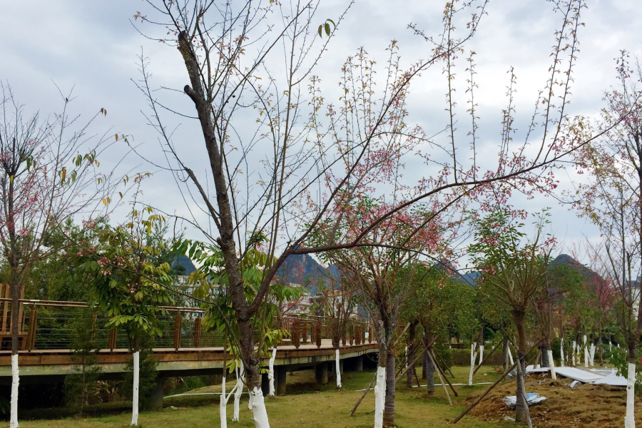 湿地公园冬樱花开 - 靖西市·靖西网