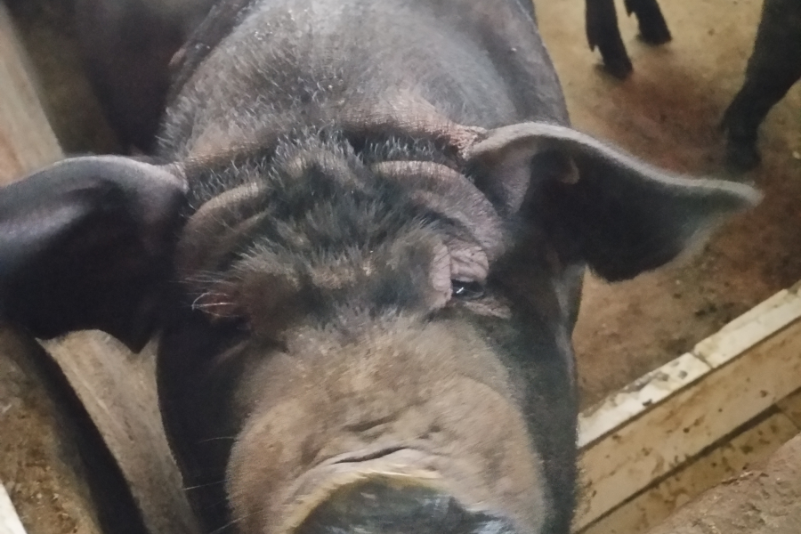 浮桥农家土猪肉专卖 - 靖西市·靖西网