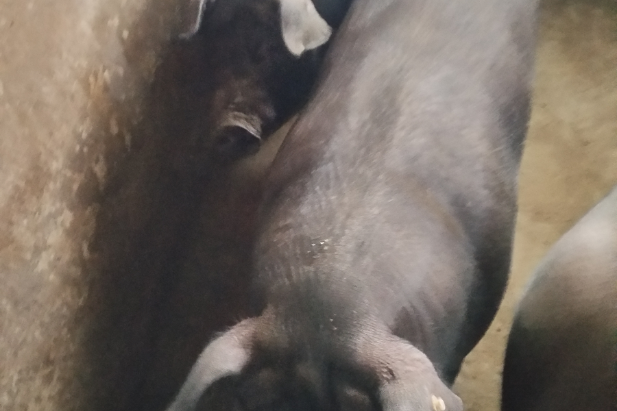 浮桥农家土猪肉专卖 - 靖西市·靖西网