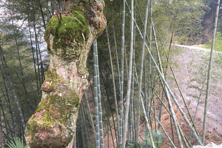 我是从大山里走出来的孩子，感受着这里的点滴 - 靖西市·靖西网