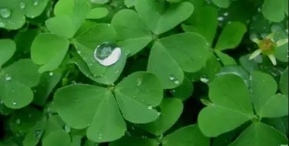 靖西农村门前屋后的“土人参”，很多人当杂草拔了！太可惜… - 靖西市·靖西网