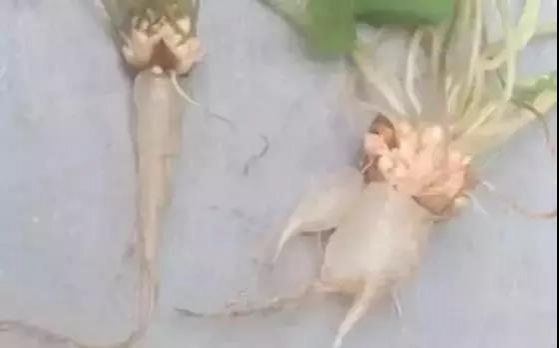 靖西农村门前屋后的“土人参”，很多人当杂草拔了！太可惜… - 靖西市·靖西网