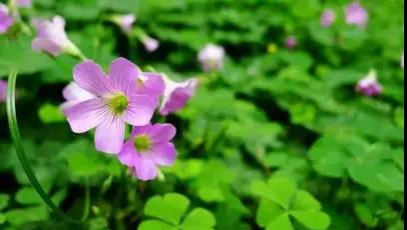 靖西农村门前屋后的“土人参”，很多人当杂草拔了！太可惜… - 靖西市·靖西网