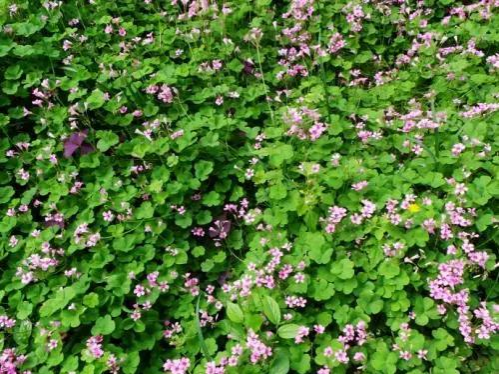 靖西农村门前屋后的“土人参”，很多人当杂草拔了！太可惜… - 靖西市·靖西网