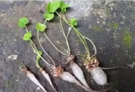 靖西农村门前屋后的“土人参”，很多人当杂草拔了！太可惜… - 靖西市·靖西网