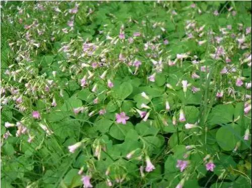 靖西农村门前屋后的“土人参”，很多人当杂草拔了！太可惜… - 靖西市·靖西网