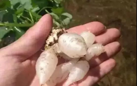 靖西农村门前屋后的“土人参”，很多人当杂草拔了！太可惜… - 靖西市·靖西网