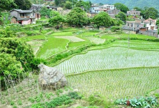 在城市呆久了，很想回去农村 - 靖西市·靖西网