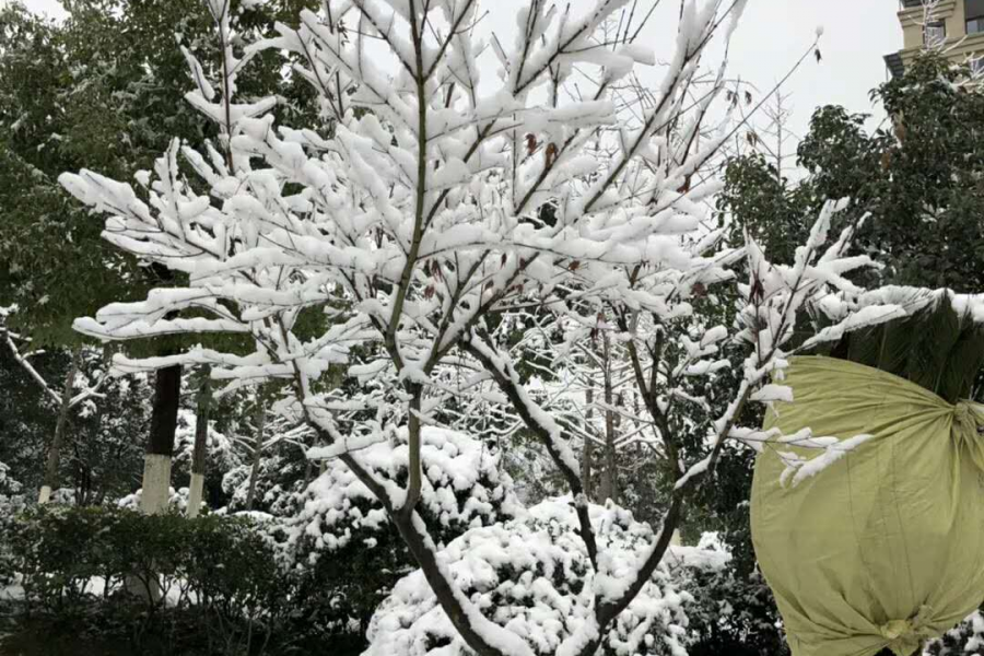 这才叫冬天 - 靖西市·靖西网