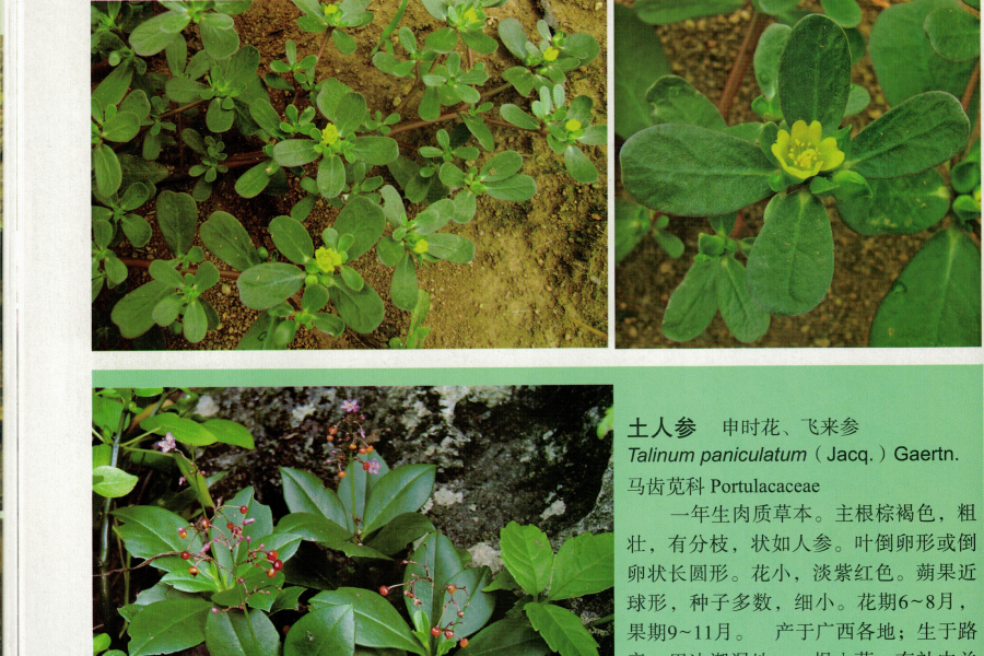 靖西农村门前屋后的“土人参”，很多人当杂草拔了！太可惜… - 靖西市·靖西网