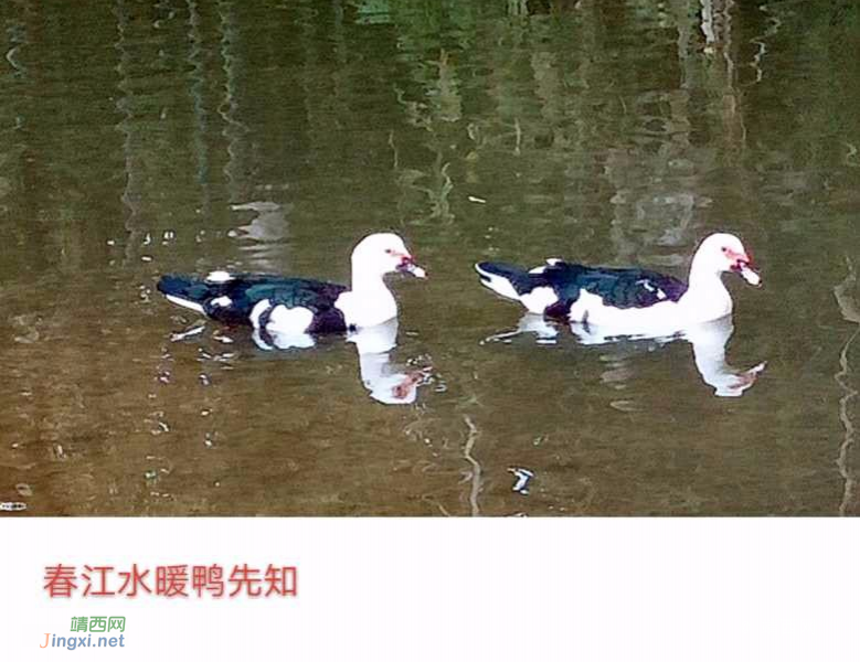 水暖鸭先知 - 靖西市·靖西网