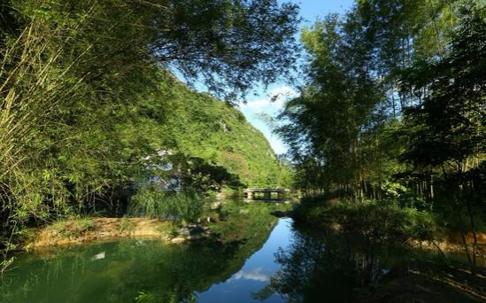 冬游老木棉 - 靖西市·靖西网