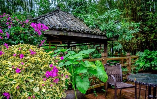 冬游老木棉 - 靖西市·靖西网