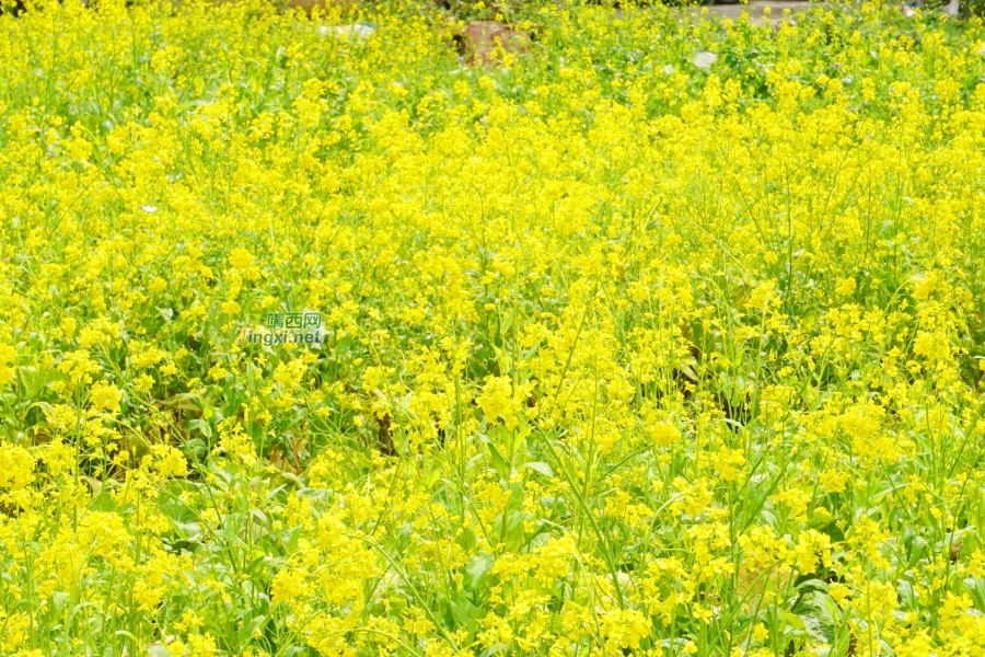 春来霜寒尽，田间菜花黄 - 靖西市·靖西网