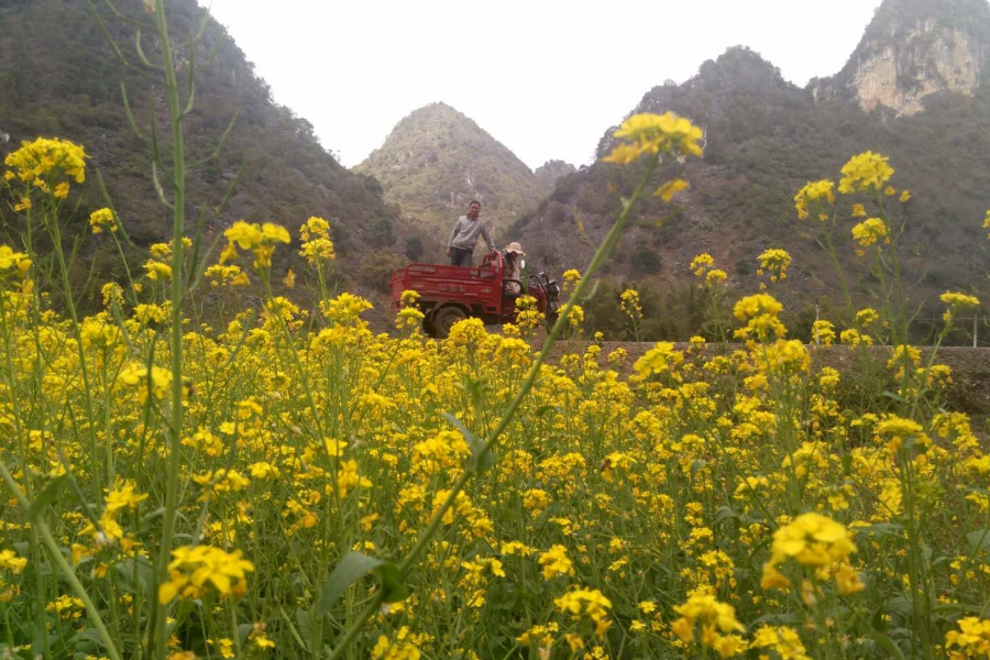 美丽的油菜花（摄于德保县境内） - 靖西市·靖西网