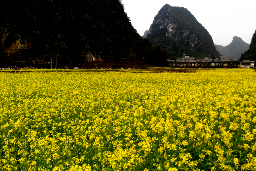 美丽的油菜花（摄于德保县境内） - 靖西市·靖西网