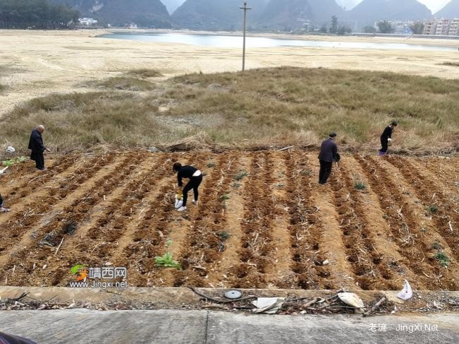 龙潭春耕 - 靖西市·靖西网