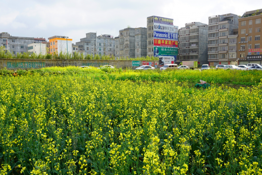 美丽的油菜花（摄于德保县境内） - 靖西市·靖西网