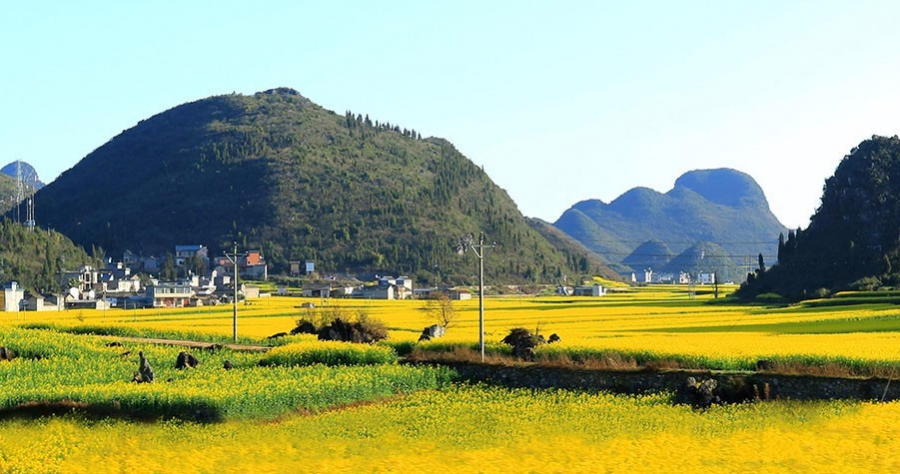 美丽的油菜花（摄于德保县境内） - 靖西市·靖西网