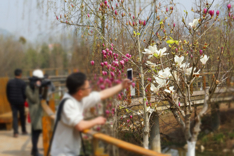 鲜花绽放迎新春 - 靖西市·靖西网