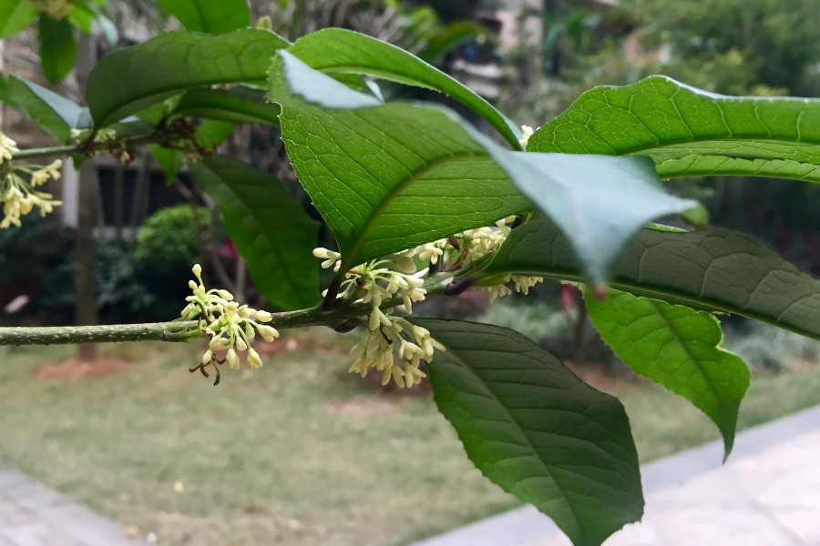 桂花正月吐芬芳 - 靖西市·靖西网